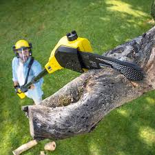 Professional Tree Removal in St Cloud, MN